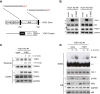 Figure 5—figure supplement 1.