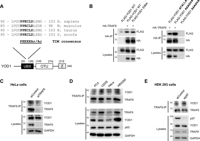 Figure 1—figure supplement 3.