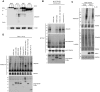 Figure 7—figure supplement 1.