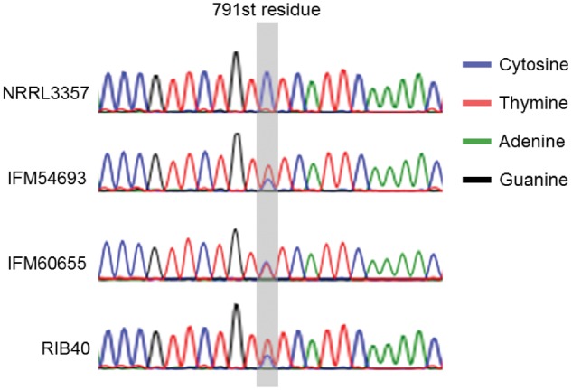 Figure 4