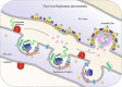 Unlabelled Image