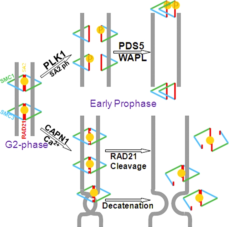 Fig. 9.