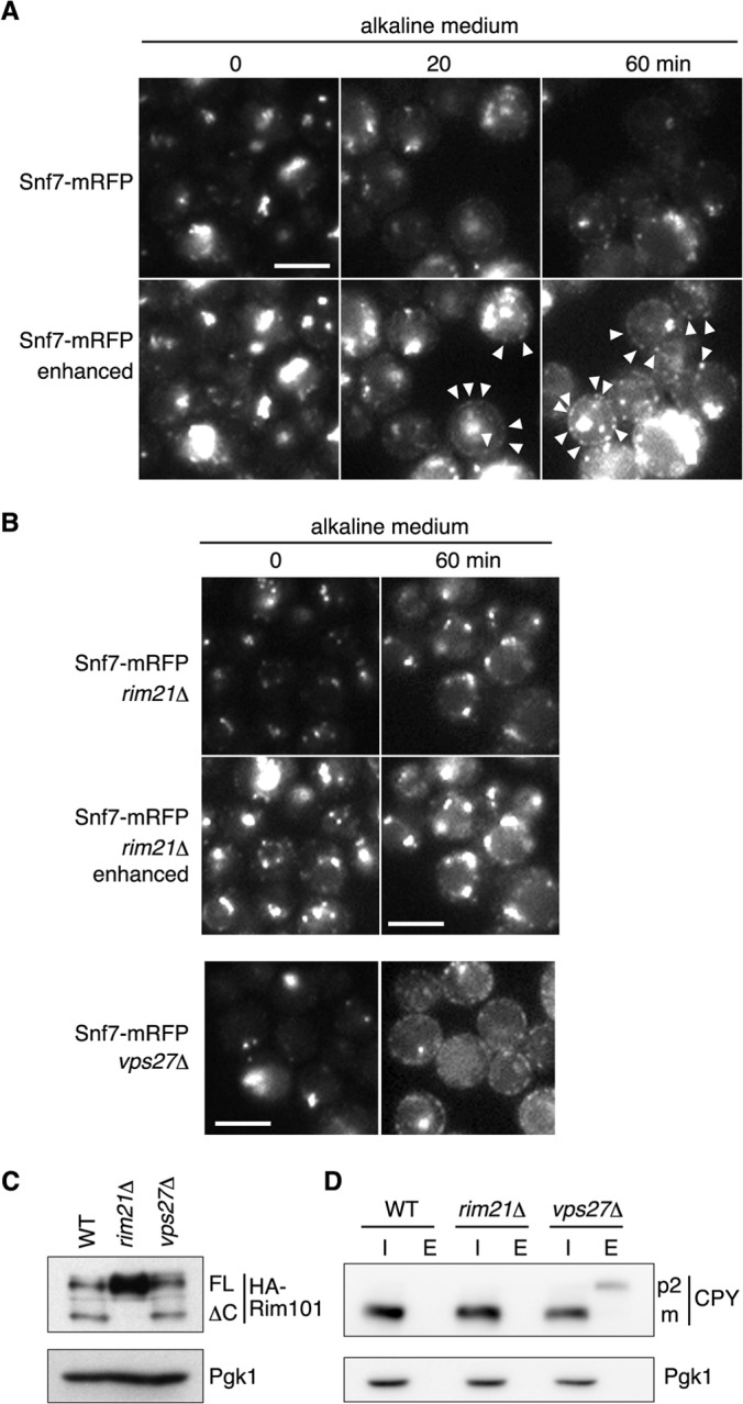 FIG 3