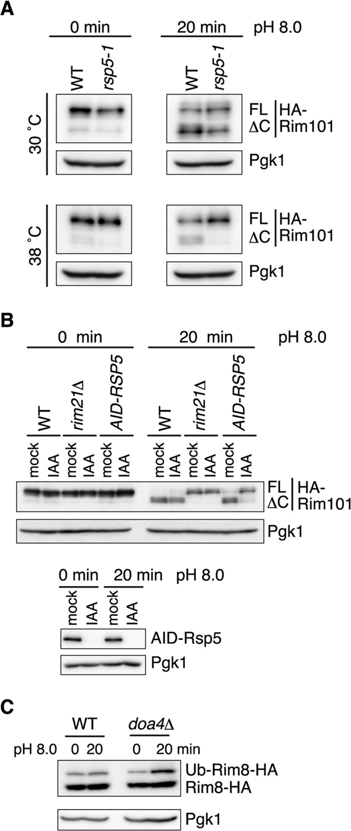 FIG 5