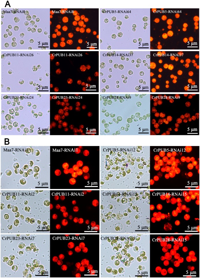 Fig 10