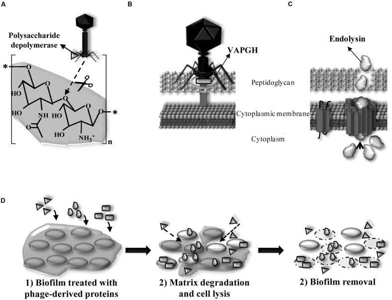 FIGURE 4