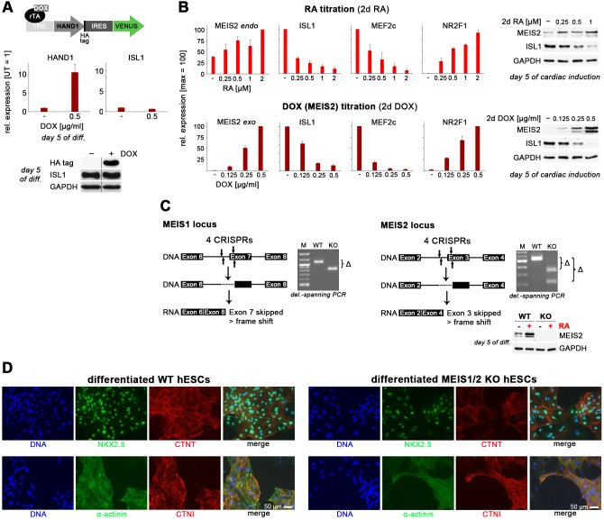 Figure 4—figure supplement 1.