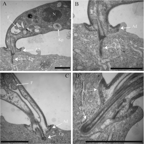 Fig. 6