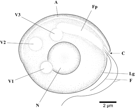 Fig. 2