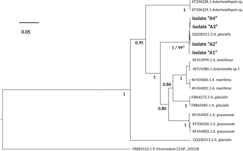 FIGURE 1