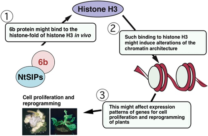 FIGURE 2