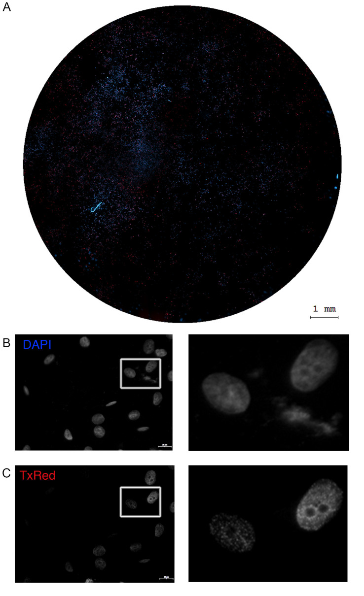 Figure 2.