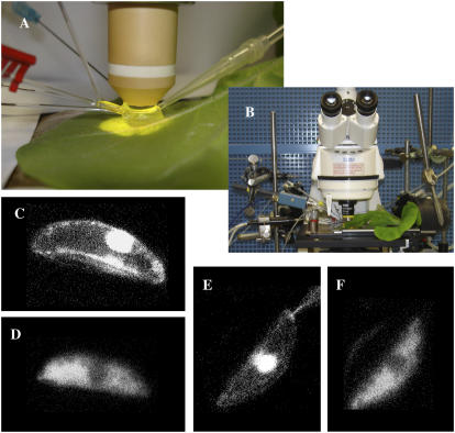 Figure 1.