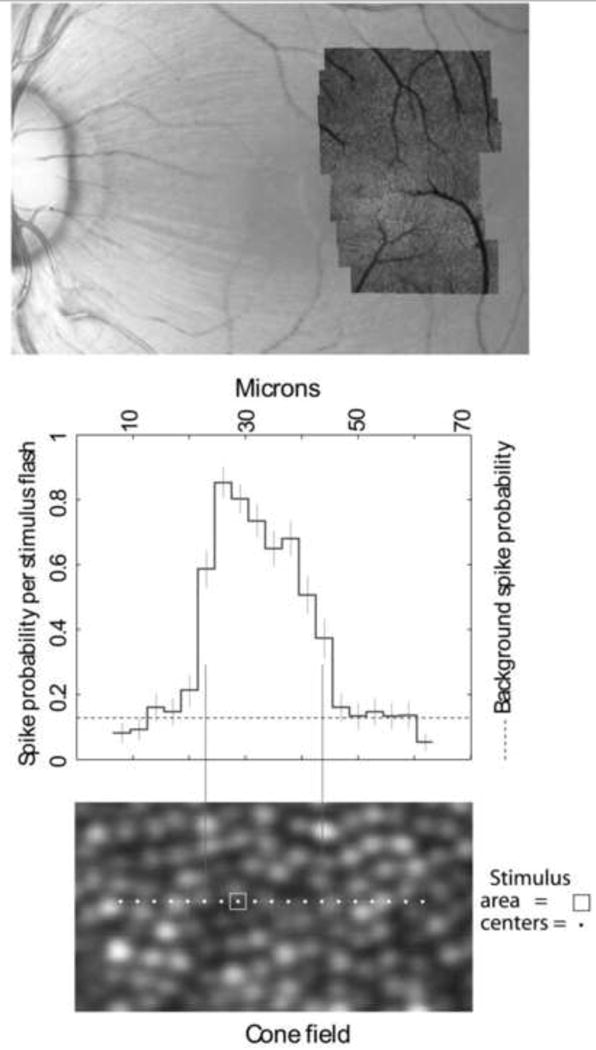 Fig. 12