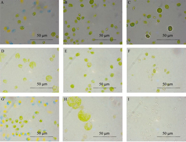 Fig. (2)