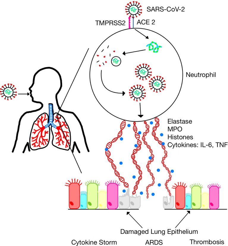 Figure 1