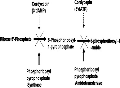 Fig. 2