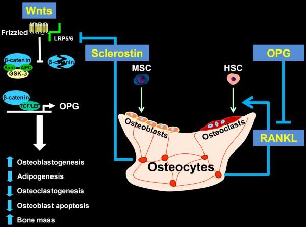 Canonical Wnt/β-catenin signaling, osteocyte-derived sclerostin and RANKL, and the generation of osteoblasts and osteoclasts