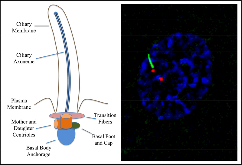 Figure 1: