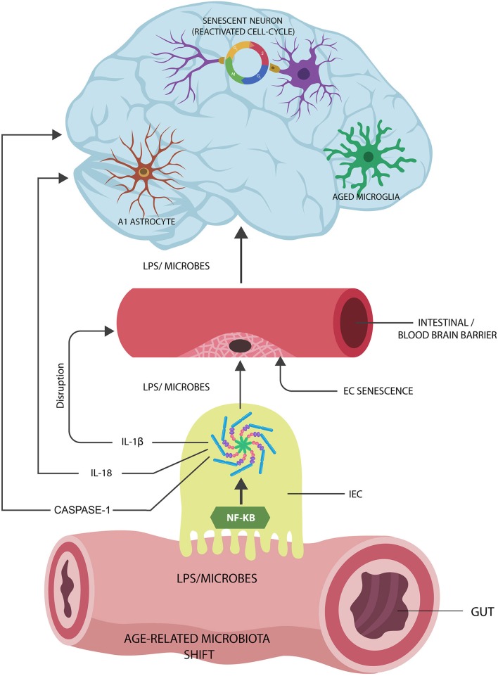 Graphical Abstract