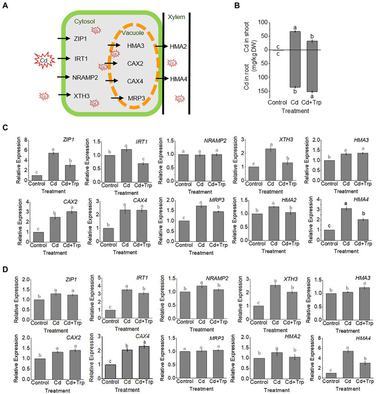 Figure 7