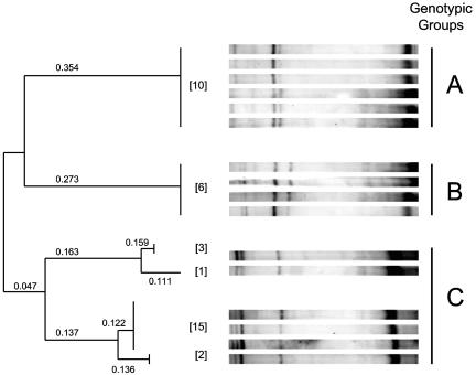 FIG. 1.