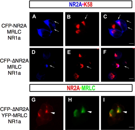 FIGURE 12.