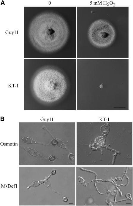 Figure 5.