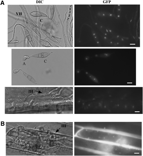 Figure 10.