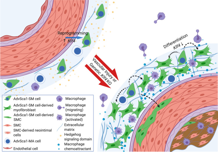 graphic file with name jciinsight-5-139445-g059.jpg