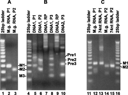 FIGURE 7.