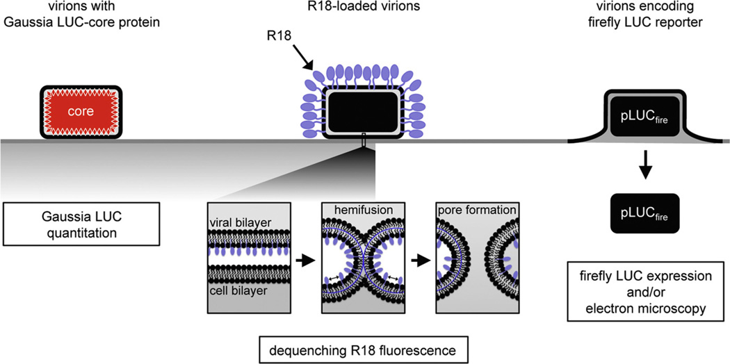 Fig. 4