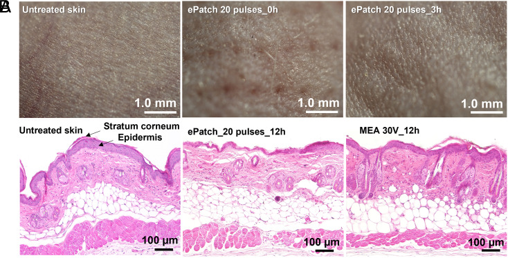 Fig. 8.