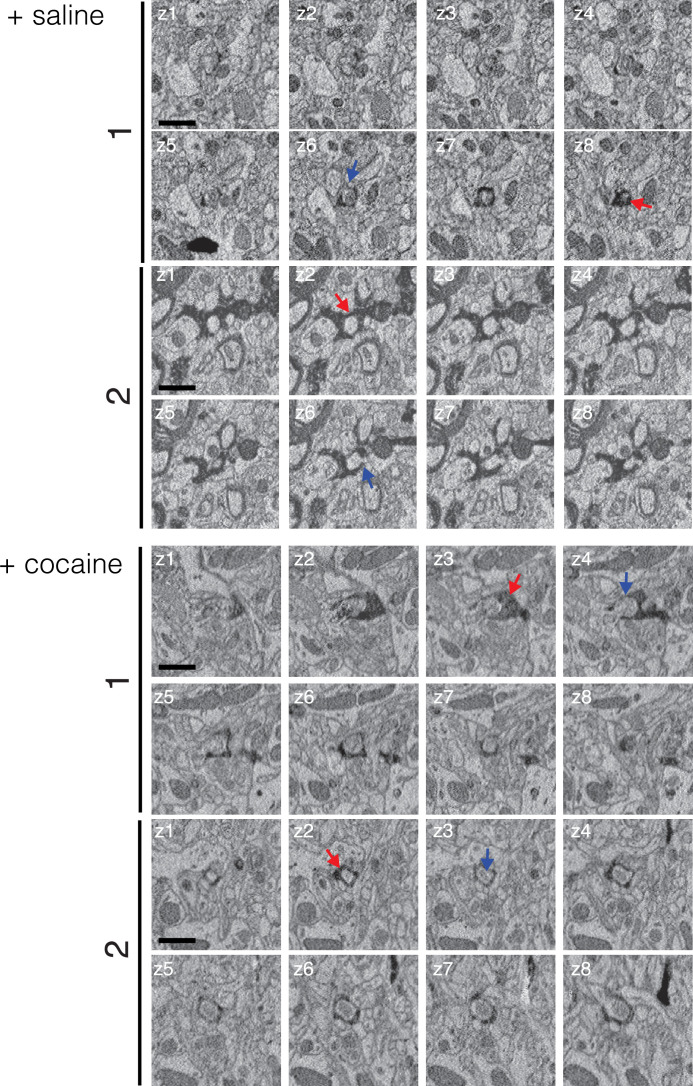 Figure 6—figure supplement 2.