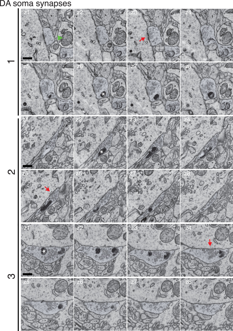 Figure 4—figure supplement 1.