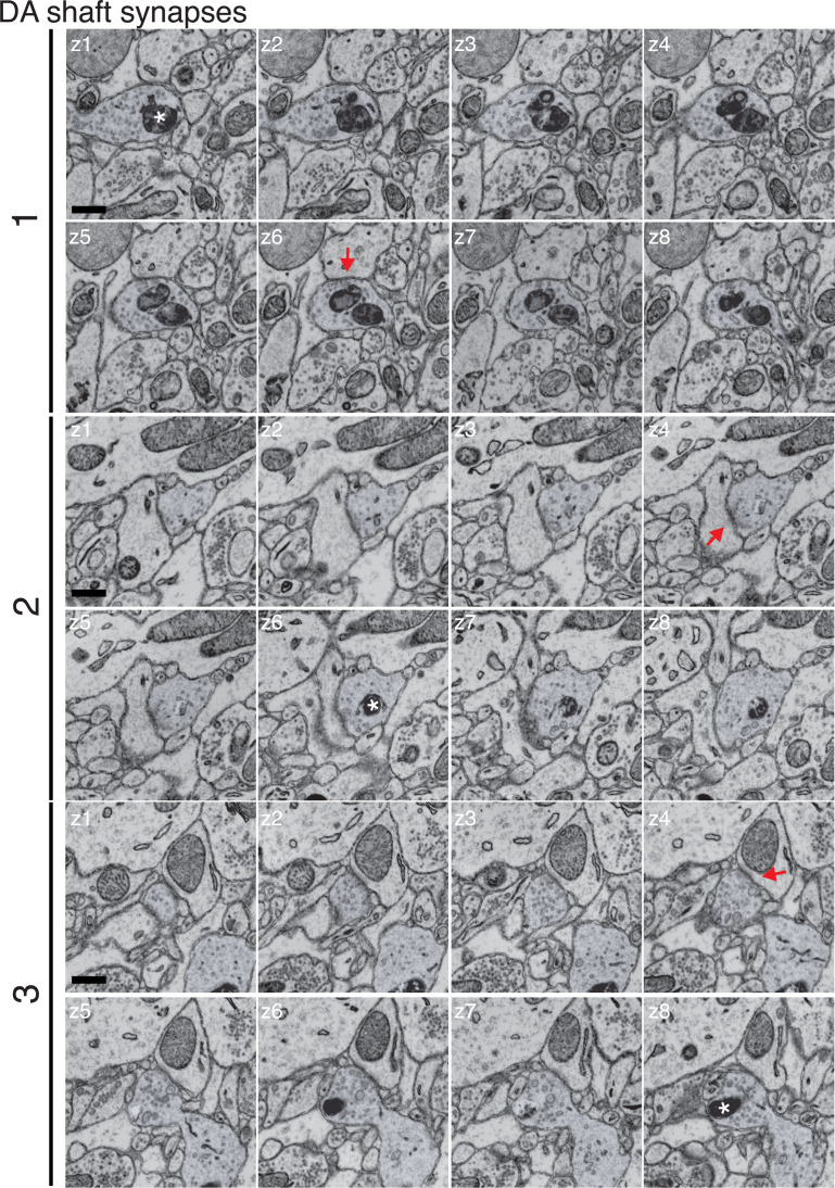 Figure 4—figure supplement 2.