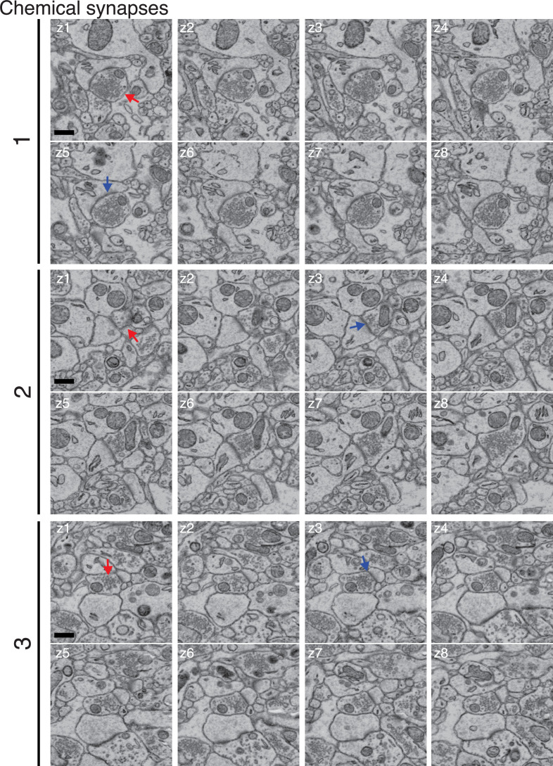 Figure 4—figure supplement 3.