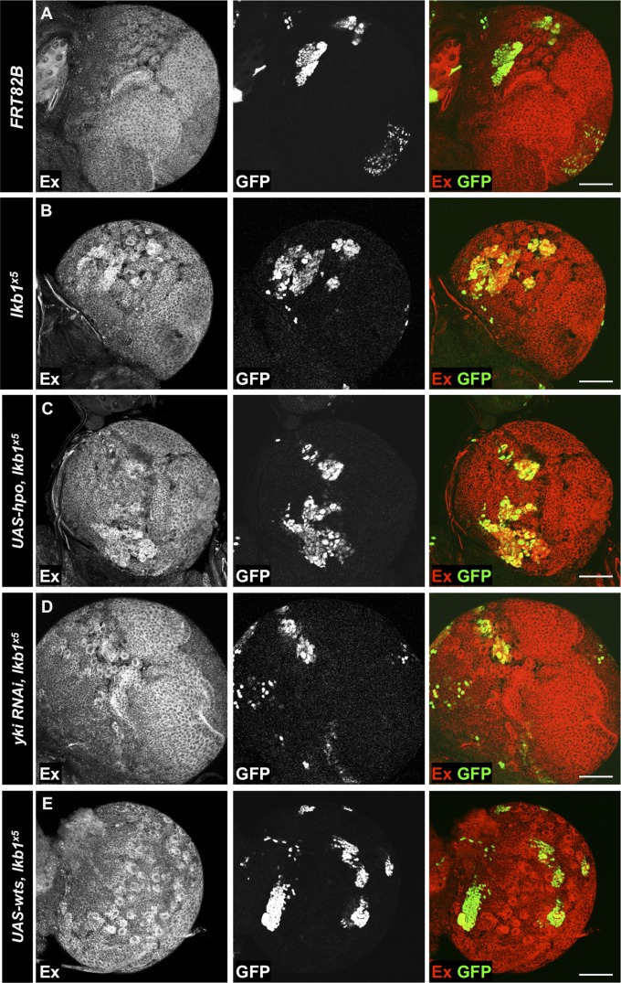 Fig. 6.