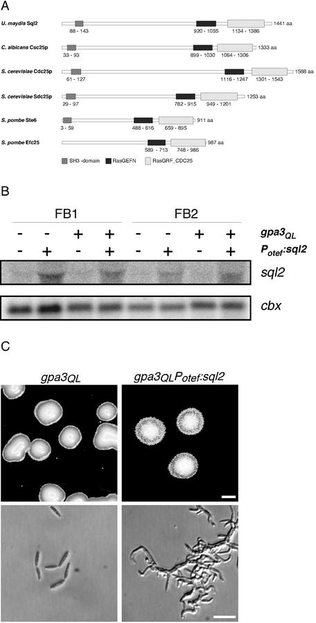 FIG. 1.