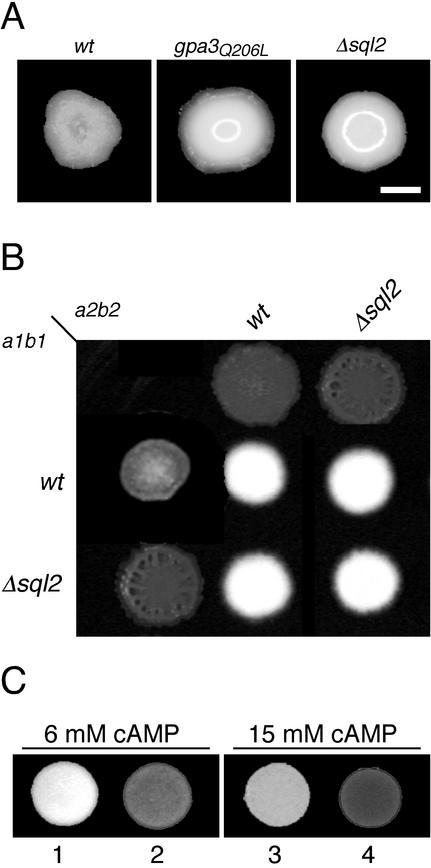 FIG. 2.