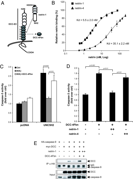 Netrin-1 up-regulation in inflammatory bowel diseases is required for ...