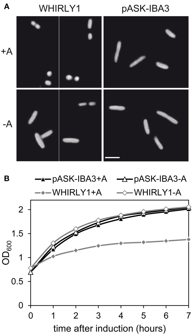 Figure 5