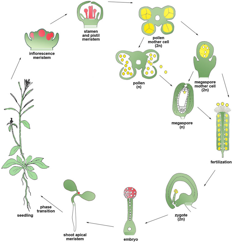 Fig. 3