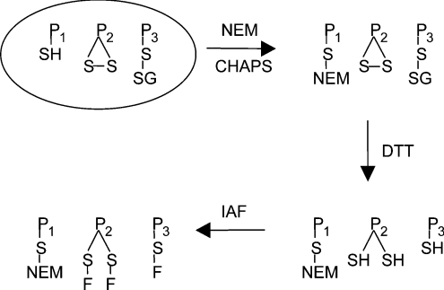 Scheme 1