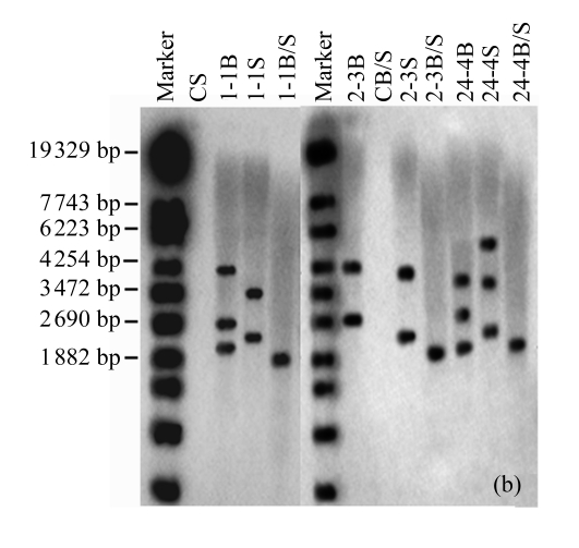 Fig.4