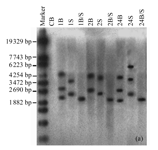 Fig.4