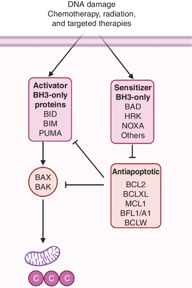 Figure 1. The BCL2 interactome. The BCL2 family of proteins is comprised of four distinct subgroups: effectors, activators, antiapoptotics, and sensitizers. Once activated, effectors BAX and BAK induce mitochondrial outer membrane permeabilization (MOMP), leading to apoptosis. In response to therapy or oncogene activation, BH3-only activators (BID, BIM, or PUMA) engage effectors, promoting cell death. Antiapoptotic proteins (BCL2, BCLXL, MCL1, BFL1/A1, and BCLW) sequester activators or effector proteins to prevent apoptosis. BH3-only sensitizers act as selective antagonists of antiapoptotic proteins. For example, BAD has high affinity for BCL2, BCLXL, and BCLW, but not for MCL1 or BFL1. In contrast, HRK selectively binds to BCLXL, and NOXA specifically binds to MCL1. When proapoptotic members outnumber antiapoptotic, the mitochondria are permeabilized by BAX/BAK releasing cytochrome c and SMAC/DIABLO to the cytosol and engaging apoptosis.