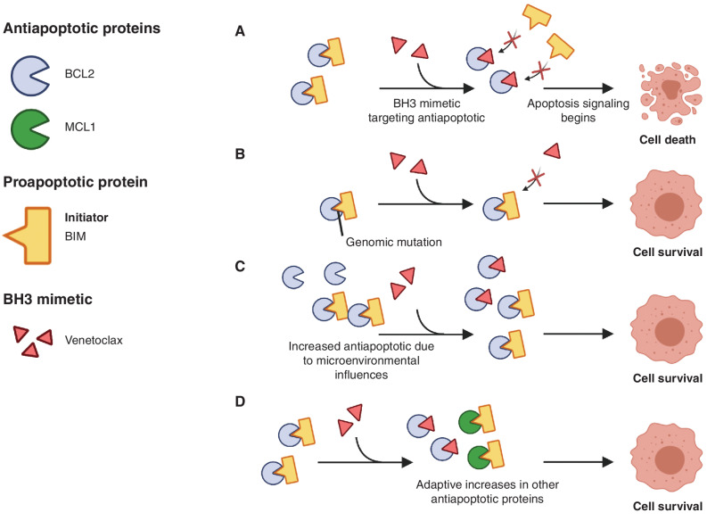 Figure 2. Mechanisms of resistance to BH3 mimetics. For illustrative purposes, we present BCL2 as a prototypical antiapoptotic family member, BIM as a BH3-only protein, and venetoclax as the BH3 mimetic. A, The BH3 mimetic can disrupt binding of BCL2 to BIM, thereby enhancing BIM-dependent apoptosis. B, Genomic mutation that disrupts binding of the BH3 mimetic to the antiapoptotic family member. C, Microenvironmental influences such as IL10 or CD40 lead to enhanced expression of BCL2, limiting the effects of the BH3 mimetic. D, Cells adapt to conditions by upregulating alternative antiapoptotic family members, thereby reducing dependence on BCL2.