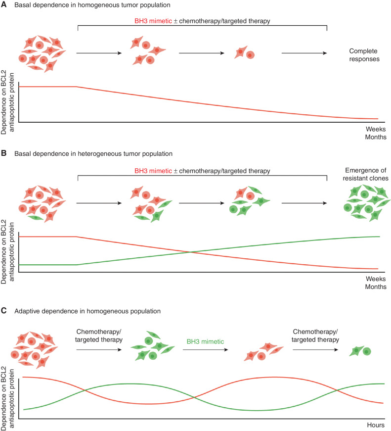 Figure 3. Adaptive resistance to BH3 mimetics. A, In the traditional model, the dependence of each cell to each antiapoptotic BCL2 member is established, thereby predicting response to a BH3 mimetic targeting this dependency. B, However, in a heterogeneous group of cells with different BCL2 dependencies (depicted as red or green), continuous treatment with a BH3 mimetic targeting a specific dependency (with or without targeted therapy) leads to cytotoxic responses of a subset of cells. Resistant clones with a different dependency emerge in weeks to months due to impaired binding of the drug to its target. Profiling of BCL2 dependence at the time of resistance would enable rational selection of alternative therapeutic approaches. C, In an adaptive model of resistance, apoptotic BCL2 member dependence is plastic. Chemotherapy or targeted therapy induces a change in the dependency of the cell to specific BH3 mimetics within hours. Profiling of the tumor will identify the specific dependency, which can then be targeted using a specific BH3 mimetic. In this model, dependence on specific BCL2 members evolves without genomic changes. Approaches that recognize and target these rapid adaptive changes may overcome resistance. In practice, both clonal evolution and adaptive resistance contribute to resistance to BH3 mimetics, although we posit that adaptive changes are more ubiquitous.