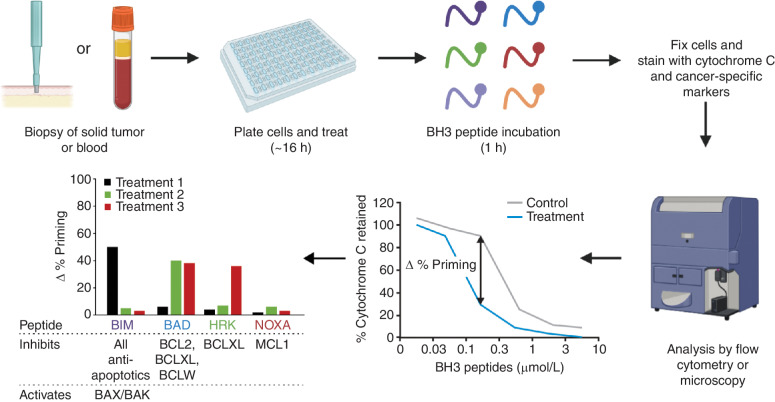 Figure 4. Scheme for the dynamic BH3 profiling of primary clinical samples. Tumor cells are isolated from either a solid tumor biopsy or blood. Cells are treated with an anticancer agent such as chemotherapy, targeted therapy, or a BH3 mimetic, followed by the addition of BH3 peptides. Mitochondrial depolarization (cytochrome c release) on tumor cells is analyzed by flow cytometry or microscopy. The percentage of change in priming is determined by comparing treated versus control cells, and this parameter predicts response to the agent. By using different BH3 peptides, BH3 profiling can predict response to treatment (using the BIM peptide) or changes in antiapoptotic dependencies (using specific BH3 peptides such as BAD, HRK, or NOXA/MCL1), which indicate potential combination therapies with BH3 mimetics. The overall time from biopsy to results is approximately 24 hours. Adapted from ref. 11 and used under a CC BY 4.0 license (https://creativecommons.org/licenses/by/4.0/).